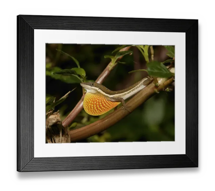 Framed Print : Anolis olssoni is a grass anole from southwestern Hsipaniola Framed Print : Anolis olssoni is a grass anole from southwestern Hsipaniola
