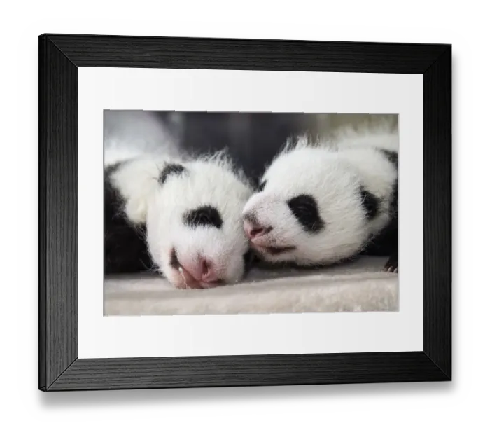 Framed Print : Giant panda (Ailuropoda melanoleuca) female cubs aged 1 month in incubator