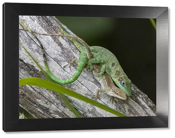 Anolis eladioi is a recently described species of anole from the cloud