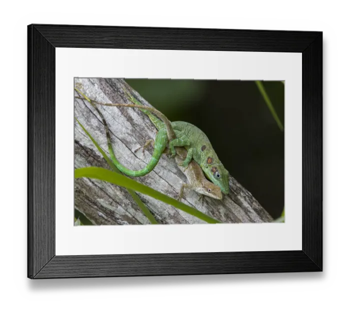 Framed Print : Anolis eladioi is a recently described species of anole from the cloud Framed Print : Anolis eladioi is a recently described species of anole from the cloud