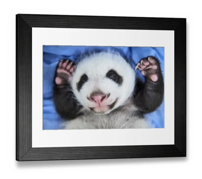Framed Print : Giant panda (Ailuropoda melanoleuca) female cub aged 1 month, Beauval ZooPark Framed Print : Giant panda (Ailuropoda melanoleuca) female cub aged 1 month, Beauval ZooPark