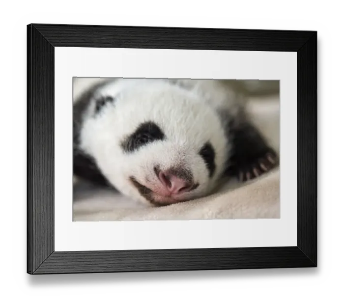 Framed Print : Giant panda (Ailuropoda melanoleuca) female cub aged 1 month, Beauval ZooPark Framed Print : Giant panda (Ailuropoda melanoleuca) female cub aged 1 month, Beauval ZooPark