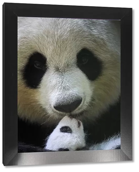 Giant panda (Ailuropoda melanoleuca) female, Huan Huan, holding cub aged one month