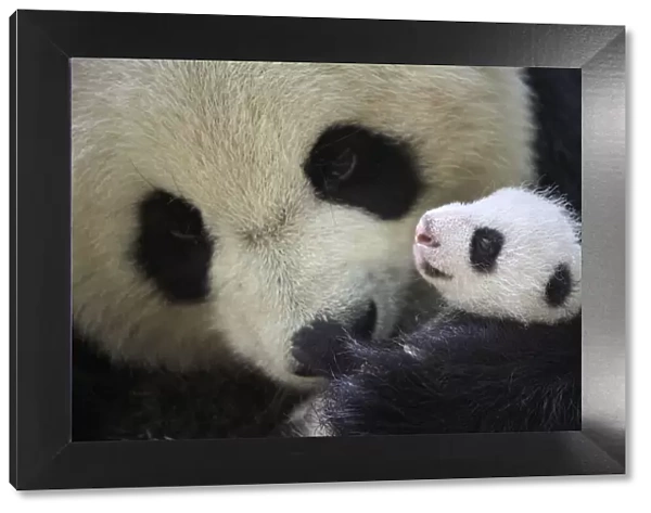 Giant panda (Ailuropoda melanoleuca) female, Huan Huan, holding cub aged one month