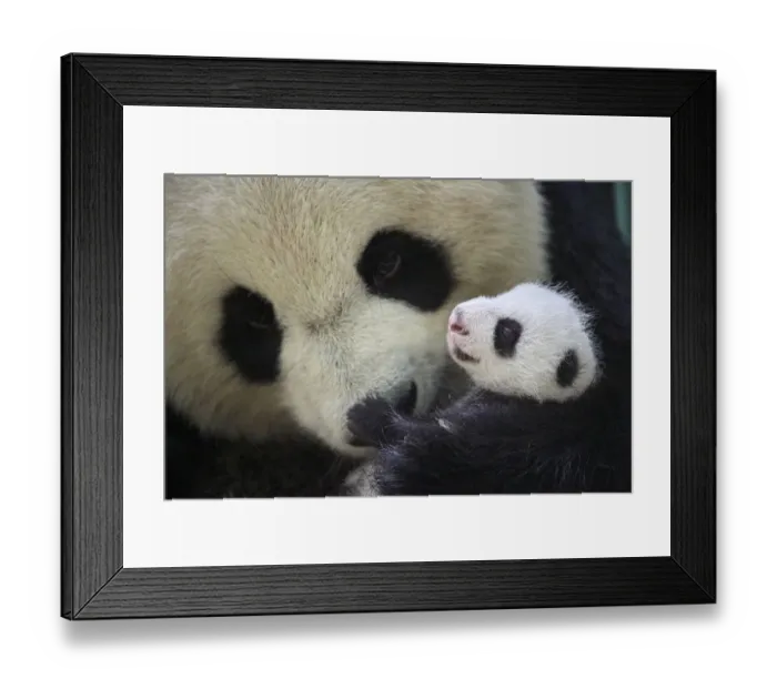 Framed Print : Giant panda (Ailuropoda melanoleuca) female, Huan Huan, holding cub aged one month Framed Print : Giant panda (Ailuropoda melanoleuca) female, Huan Huan, holding cub aged one month