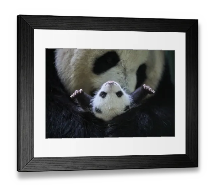 Framed Print : Giant panda (Ailuropoda melanoleuca) female, Huan Huan, holding cub aged one month Framed Print : Giant panda (Ailuropoda melanoleuca) female, Huan Huan, holding cub aged one month