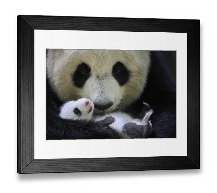 Framed Print : Giant panda (Ailuropoda melanoleuca) female, Huan Huan, holding cub aged one month Framed Print : Giant panda (Ailuropoda melanoleuca) female, Huan Huan, holding cub aged one month
