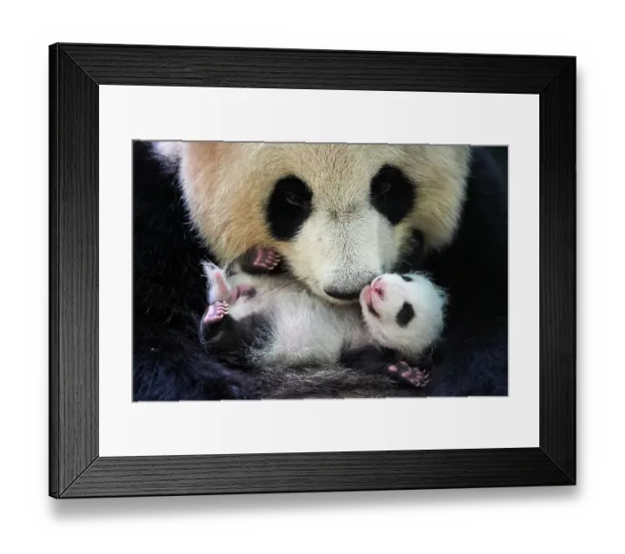 Framed Print : Giant panda (Ailuropoda melanoleuca) female, Huan Huan, holding cub aged one month, Beauval ZooPark, France. 9 September 2021 Framed Print : Giant panda (Ailuropoda melanoleuca) female, Huan Huan, holding cub aged one month, Beauval ZooPark, France. 9 September 2021