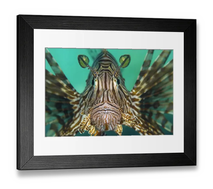 Framed Print : Portrait of a lionfish (Pterois volitans), a study of concentration as it hunts Framed Print : Portrait of a lionfish (Pterois volitans), a study of concentration as it hunts