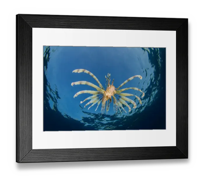Framed Print : A young lionfish (Pterois volitans) swimming near the surface (hunting silversides Framed Print : A young lionfish (Pterois volitans) swimming near the surface (hunting silversides