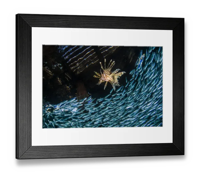 Framed Print : A lionfish (Pterois volitans) chases a school of silversides (hardyhead silverside Framed Print : A lionfish (Pterois volitans) chases a school of silversides (hardyhead silverside