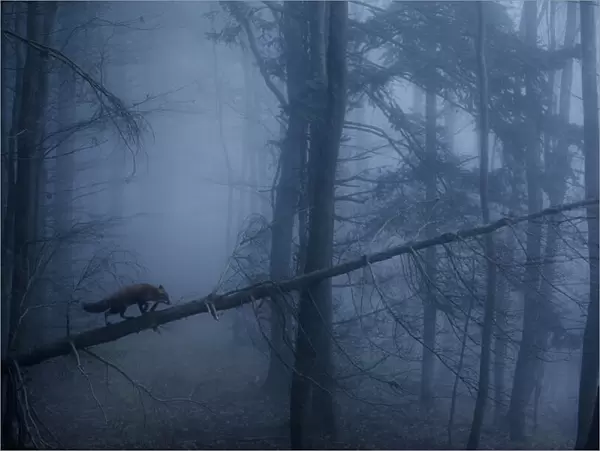 Red Fox (Vulpes vulpes) walking along a fallen trunk in misty forest