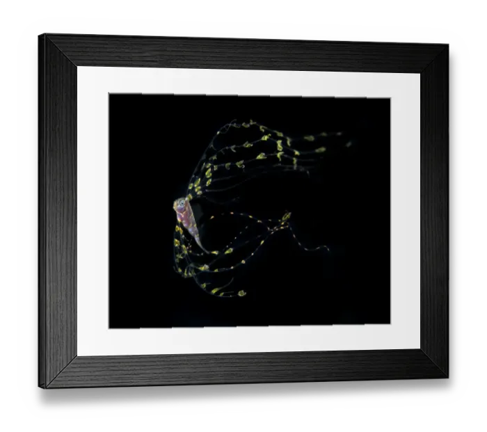 Framed Print : Scalloped ribbonfish (Zu cristatus) juvenile, Balayan Bay, Batangas, the Philippines Framed Print : Scalloped ribbonfish (Zu cristatus) juvenile, Balayan Bay, Batangas, the Philippines