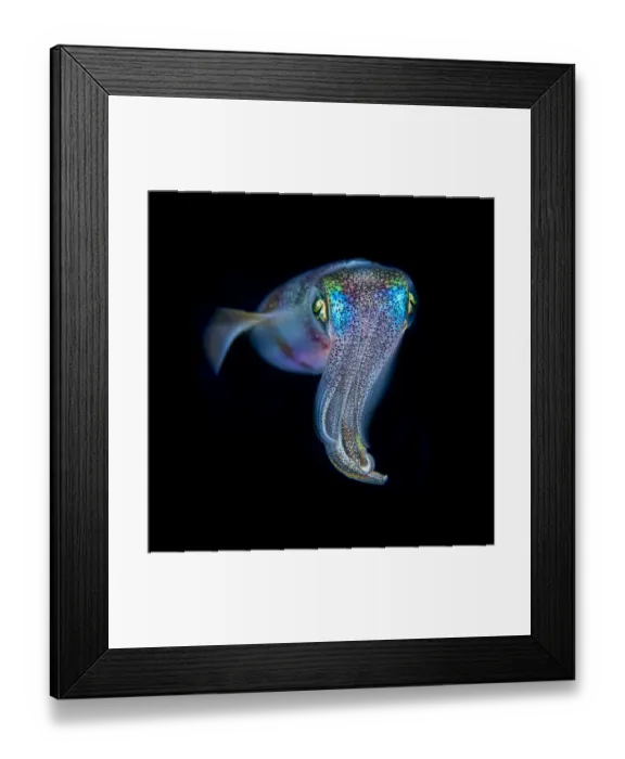 Framed Print : Oval squid (Sepioteuthis lessoniana) photographed at night, Green Island, Taiwan Framed Print : Oval squid (Sepioteuthis lessoniana) photographed at night, Green Island, Taiwan