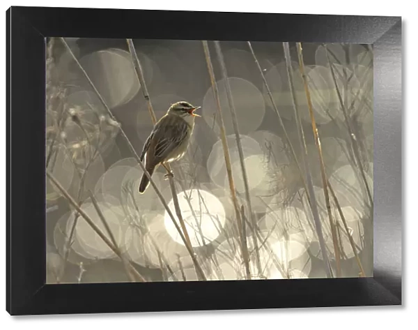 Sedge warbler (Acrocephalus schoenobaenus) singing with bokeh effect in background