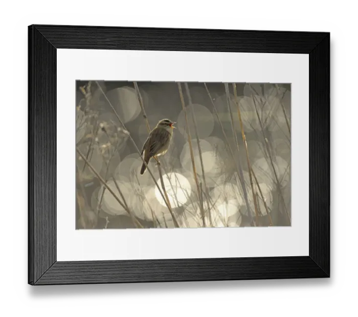 Framed Print : Sedge warbler (Acrocephalus schoenobaenus) singing with bokeh effect in background Framed Print : Sedge warbler (Acrocephalus schoenobaenus) singing with bokeh effect in background