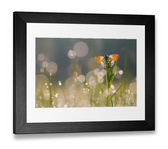 Framed Print : Orange tip butterfly (Anthocharis cardamines) male resting in dappled light created by dew droplets. The Netherlands. April Framed Print : Orange tip butterfly (Anthocharis cardamines) male resting in dappled light created by dew droplets. The Netherlands. April