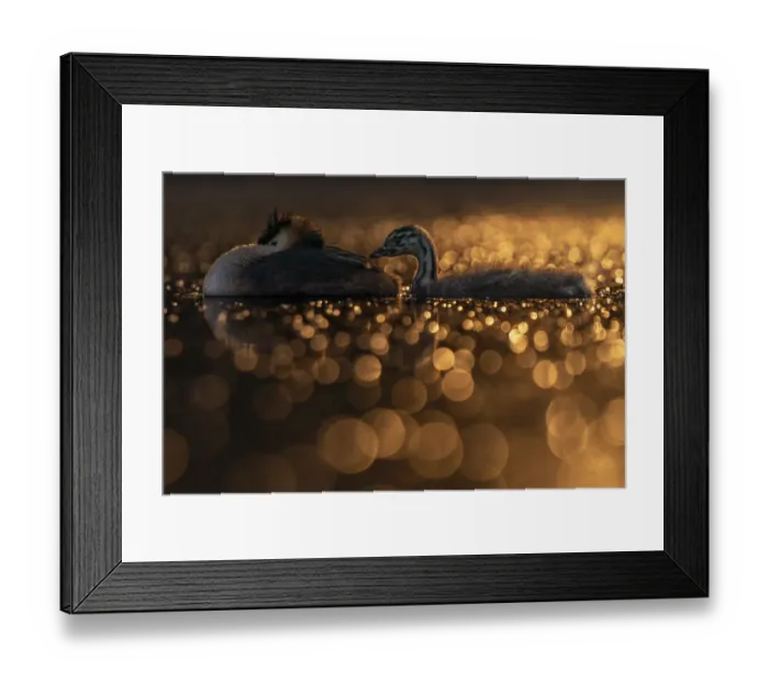 Framed Print : Great crested grebe (Podiceps cristatus) young playing with a feather next to one of Framed Print : Great crested grebe (Podiceps cristatus) young playing with a feather next to one of