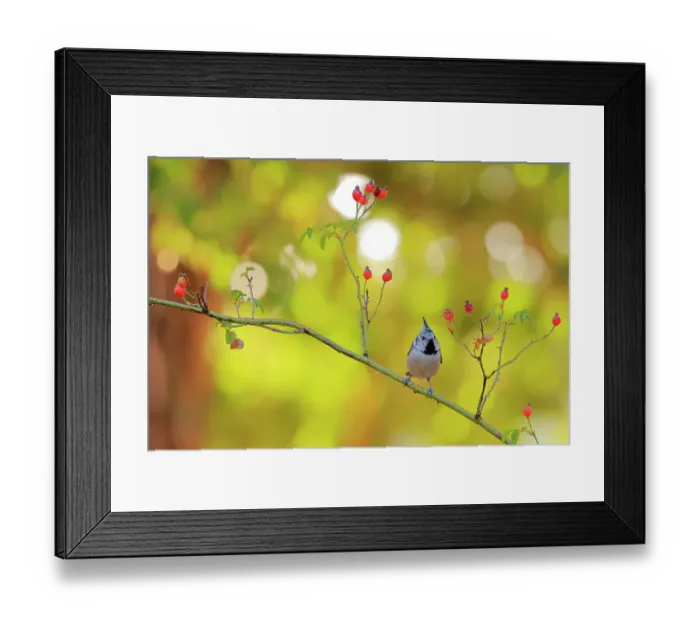 Framed Print : Crested tit (Lophophanes cristatus) Sierra de Grazalema Natural Park. Southern Spain. August Framed Print : Crested tit (Lophophanes cristatus) Sierra de Grazalema Natural Park. Southern Spain. August