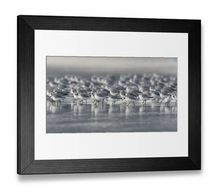 Framed Print : Sanderling (Calidris alba) Britanny, France, October