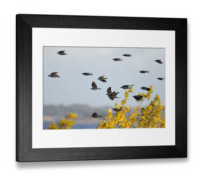 Framed Print : Flock of Eurasian Jackdaw (Corvus monedula) in flight, migration, Hanko, Finland, October