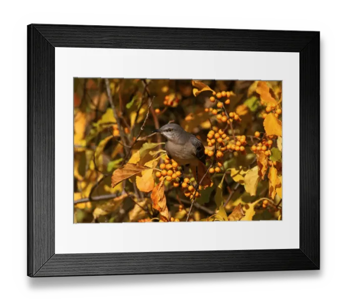 Framed Print : Mockingbird amongst berries, Everglades NP, Florida, USA Framed Print : Mockingbird amongst berries, Everglades NP, Florida, USA