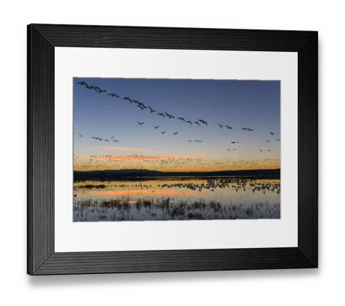 Framed Print : Flock of Snow Geese (Chen caerulescens atlanticus  /  Chen caerulescens