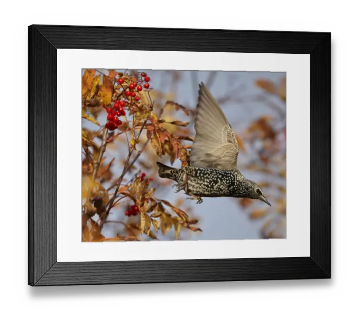 Framed Print : Starling (Sturnus vulgaris) taking off from Rowan tree with berries, Porvoo, Finland Framed Print : Starling (Sturnus vulgaris) taking off from Rowan tree with berries, Porvoo, Finland