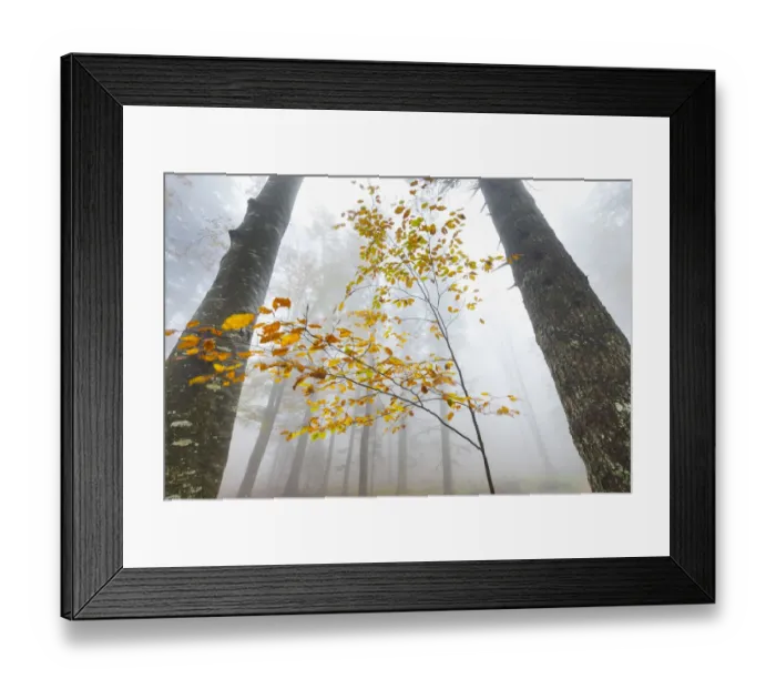 Framed Print : European beech forest (Fagus sylvatica) in autumn, view from below in the mist Framed Print : European beech forest (Fagus sylvatica) in autumn, view from below in the mist