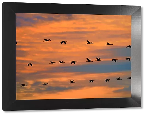 Common cranes (Grus grus) flock on migration at sunset, Montier en Der, Aube, France