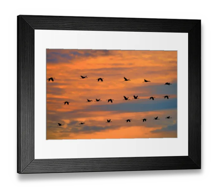 Framed Print : Common cranes (Grus grus) flock on migration at sunset, Montier en Der, Aube, France Framed Print : Common cranes (Grus grus) flock on migration at sunset, Montier en Der, Aube, France
