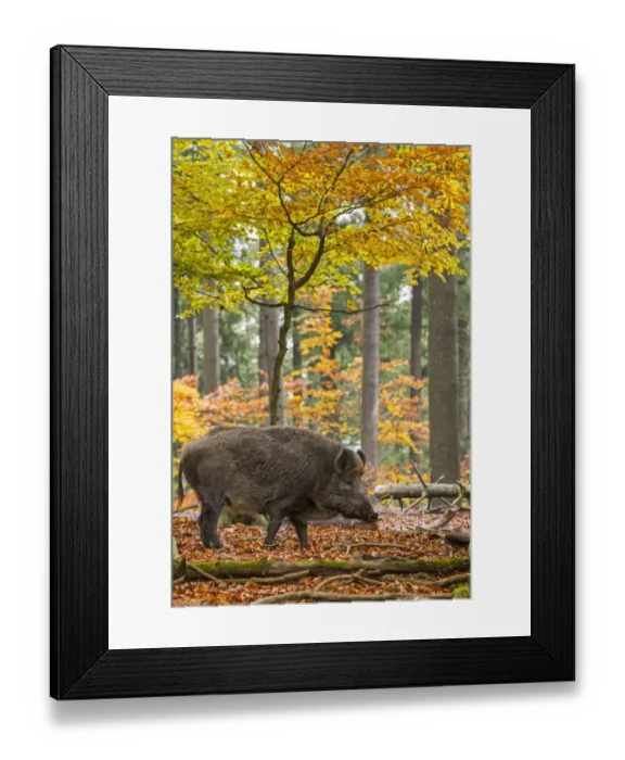 Framed Print : Wild boar (Sus scrofa) big male foraging in autumn forest during the hunting season in Framed Print : Wild boar (Sus scrofa) big male foraging in autumn forest during the hunting season in