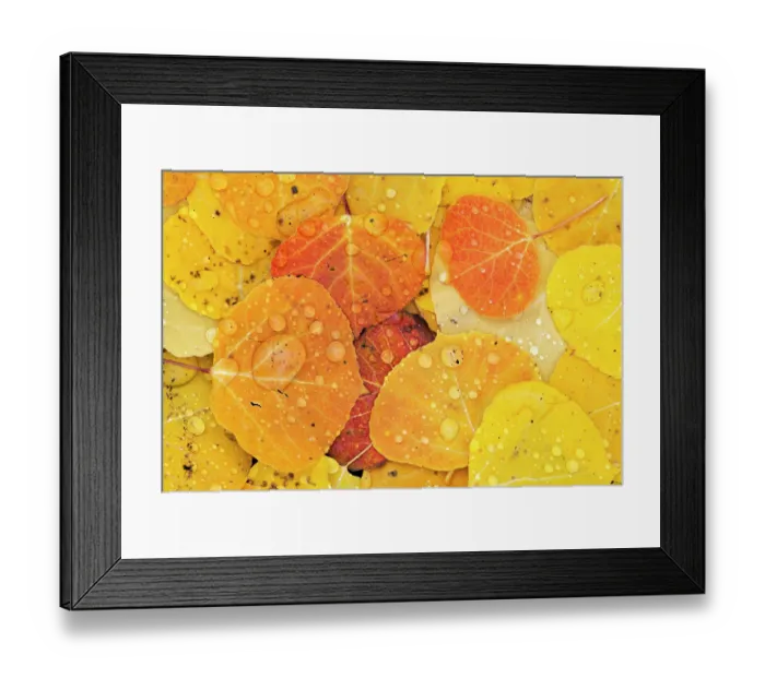 Framed Print : Raindrops on fallen autumn quaking aspen leaves (Populus tremuloides), Colorado, USA. October Framed Print : Raindrops on fallen autumn quaking aspen leaves (Populus tremuloides), Colorado, USA. October