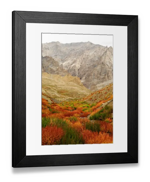 Framed Print : Autumnal mountain vegetation in arid Zanskar Mountains. Ladakh, India. September 2011