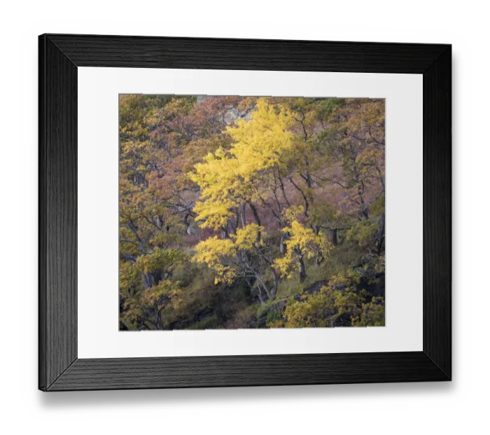 Framed Print : Aspen (Populus tremula) Wester Ross, Scotland, UK. November Framed Print : Aspen (Populus tremula) Wester Ross, Scotland, UK. November