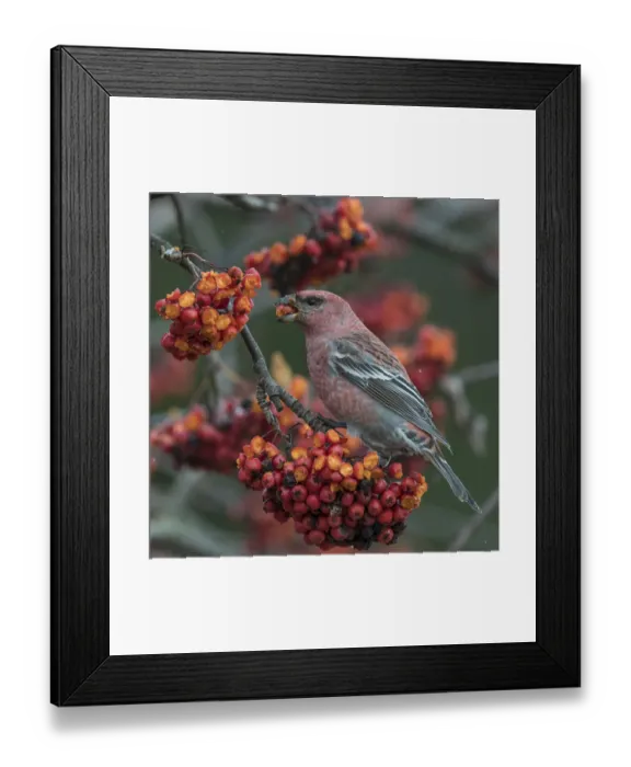Framed Print : Pine grosbeak (Pinicola enucleator) male feeding on Rowan (Sorbus sp) berries Framed Print : Pine grosbeak (Pinicola enucleator) male feeding on Rowan (Sorbus sp) berries