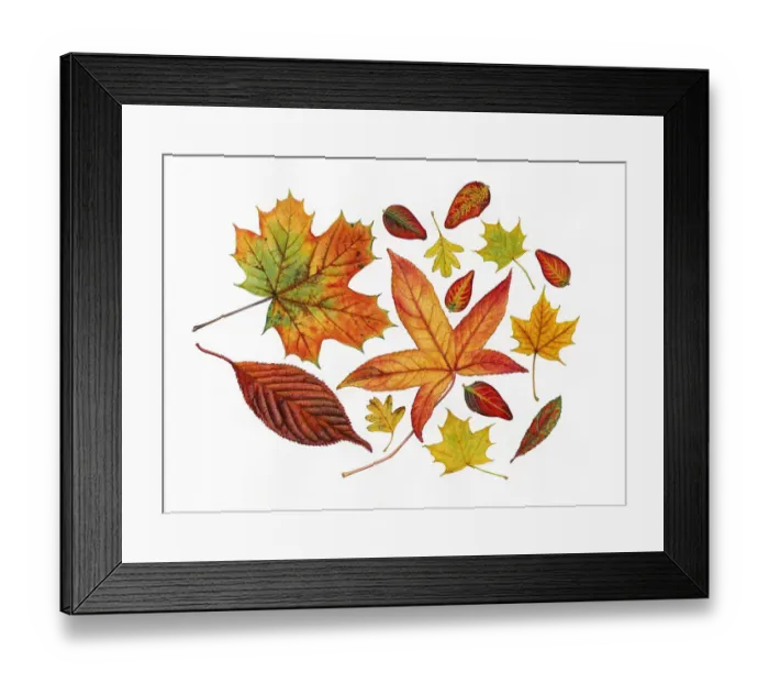 Framed Print : Autumn leaves including Sweet gum (Liquidambar styraciflua) Framed Print : Autumn leaves including Sweet gum (Liquidambar styraciflua)