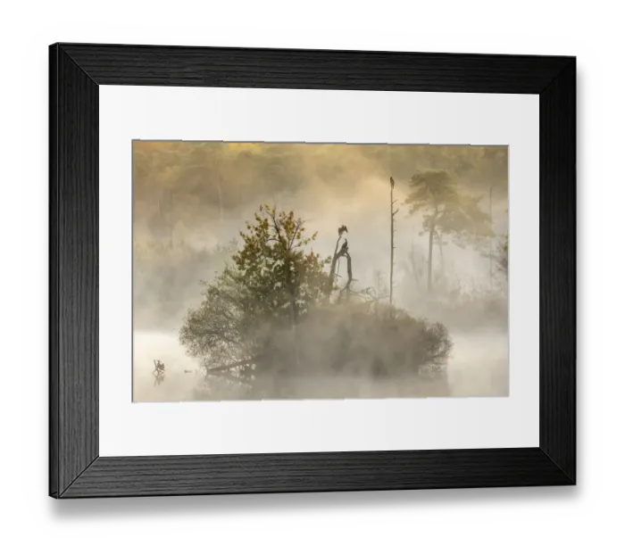 Framed Print : Cormorants (Phalacrocorax carbo) in early morning mist, Oisterwijkse Bossen en Framed Print : Cormorants (Phalacrocorax carbo) in early morning mist, Oisterwijkse Bossen en