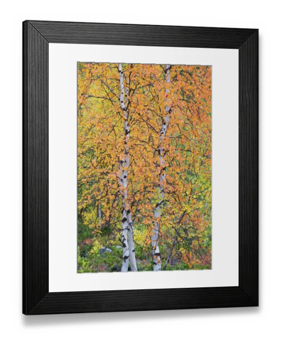Framed Print : Autumn colours in Mountain birch, (Betula pubescens var. tortuosa), Abisko National Park, Norrbotten, Lapland, Sweden September 2020