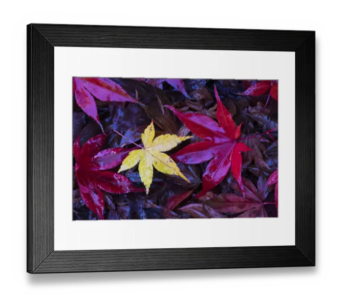 Framed Print : Autumn leaves, Japanese maple (Acer palmatum) Lu Shan, Taiwan Framed Print : Autumn leaves, Japanese maple (Acer palmatum) Lu Shan, Taiwan