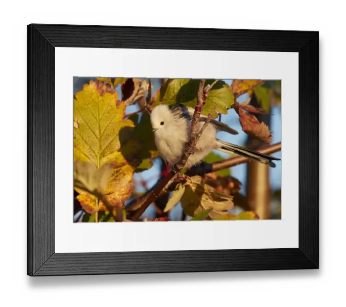 Framed Print : Long-tailed tit (Aegithalos caudatus) perched in tree in morning light. Uto, Finland Framed Print : Long-tailed tit (Aegithalos caudatus) perched in tree in morning light. Uto, Finland