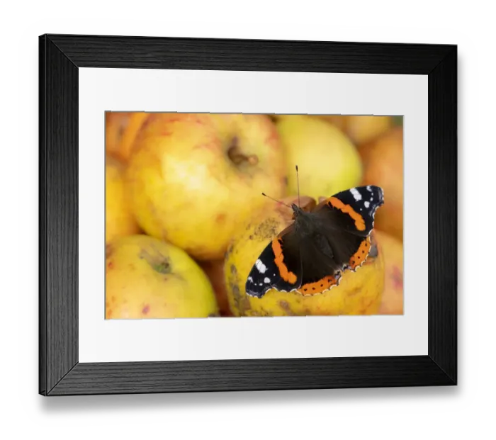 Framed Print : RF - Red admiral butterfly (Vanessa atalanta) feeding on rotten apples Framed Print : RF - Red admiral butterfly (Vanessa atalanta) feeding on rotten apples