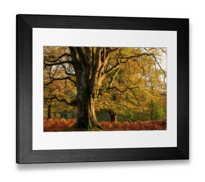 Framed Print : Beech (Fagus sylvatica), large tree amongst Bracken (Pteridium aquilinum). Bolderwood, New Forest National Park, Hampshire, England, UK. October 2020 Framed Print : Beech (Fagus sylvatica), large tree amongst Bracken (Pteridium aquilinum). Bolderwood, New Forest National Park, Hampshire, England, UK. October 2020
