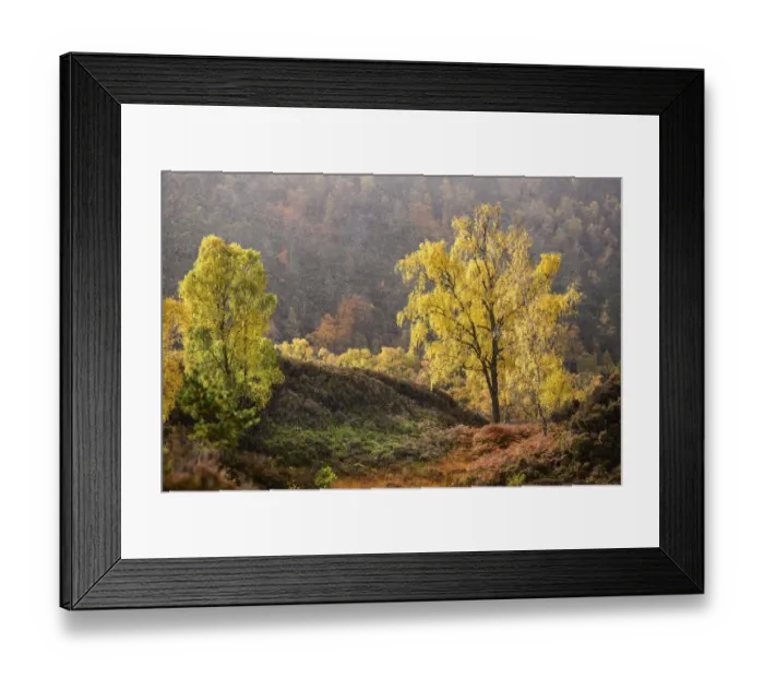 Framed Print : Downy birch (Betula pubescens) changing to autumn colours