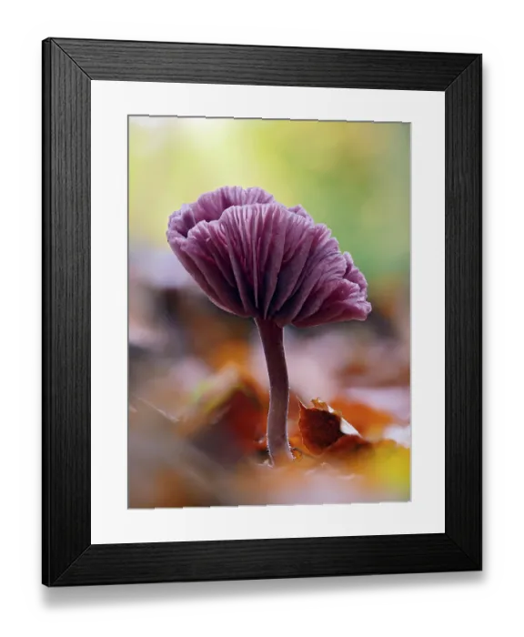 Framed Print : Amethyst deceiver (Laccaria amethystina), mature mushroom that had curved up to show the gills, Buckinghamshire, England, UK, November. Focus stacked Framed Print : Amethyst deceiver (Laccaria amethystina), mature mushroom that had curved up to show the gills, Buckinghamshire, England, UK, November. Focus stacked