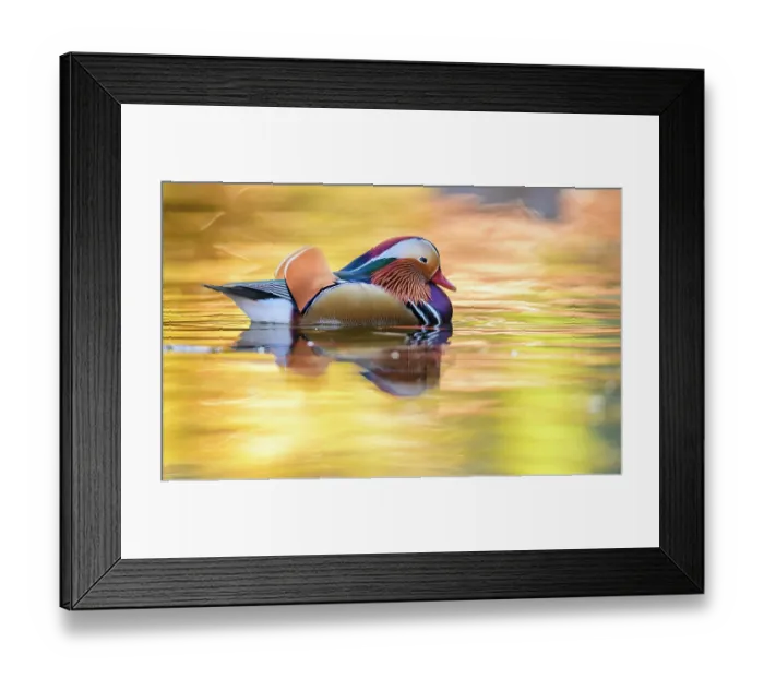 Framed Print : Mandarin duck (Aix galericulata) male swimming with autumn colours reflected in the water, London, UK, November Framed Print : Mandarin duck (Aix galericulata) male swimming with autumn colours reflected in the water, London, UK, November