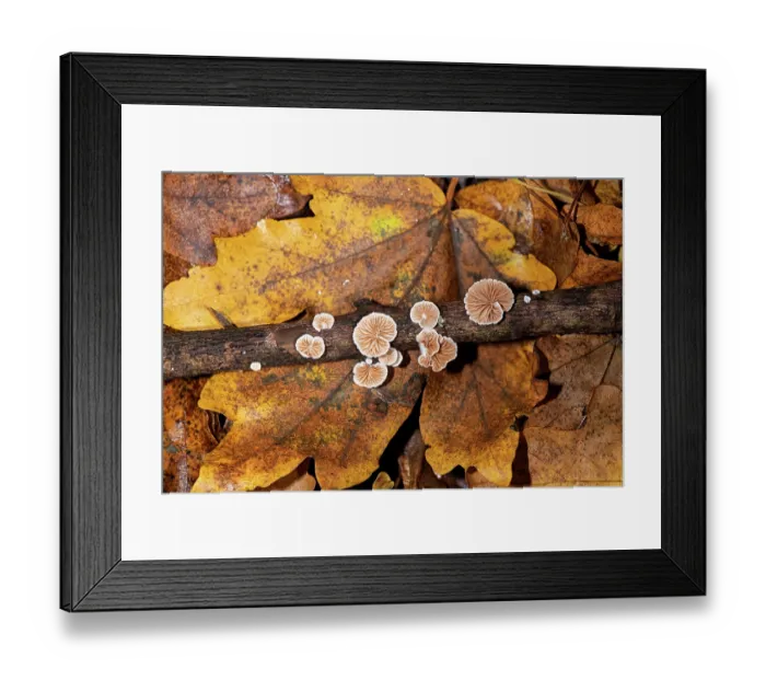 Framed Print : Variable oysterling (Crepidotus variabilis) on dead Field maple (Acer campestre) twig, Herefordshire, England, UK. November, Focus stacked Framed Print : Variable oysterling (Crepidotus variabilis) on dead Field maple (Acer campestre) twig, Herefordshire, England, UK. November, Focus stacked