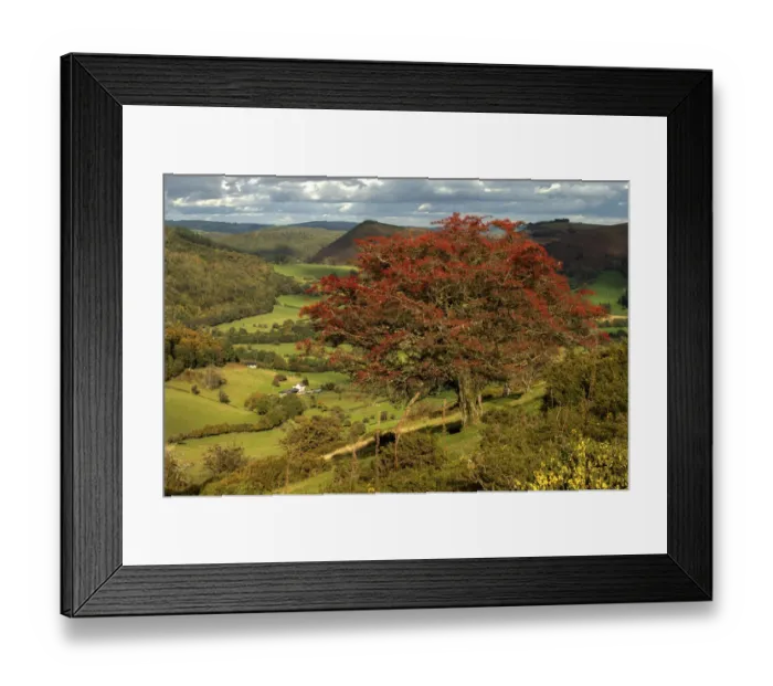 Framed Print : Ancient hawthorn (Crataegus monogyna) with berries and stripped of leaves Framed Print : Ancient hawthorn (Crataegus monogyna) with berries and stripped of leaves