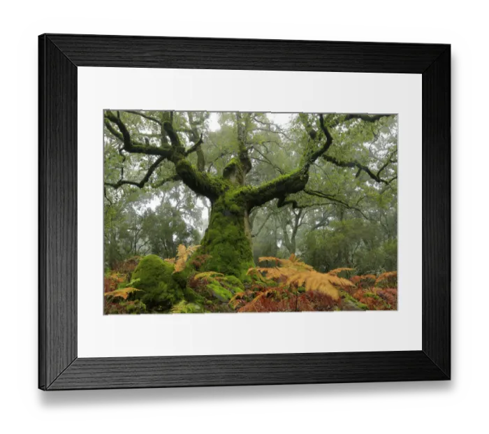 Framed Print : Portuguese oak tree (Quercus faginea) covered in moss, Los Alcornocales Natural Park Framed Print : Portuguese oak tree (Quercus faginea) covered in moss, Los Alcornocales Natural Park