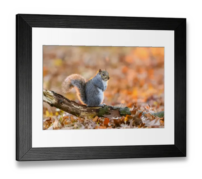 Framed Print : Eastern grey squirrel (Sciurus carolinensis) perched on dead branch in leaf litter in Framed Print : Eastern grey squirrel (Sciurus carolinensis) perched on dead branch in leaf litter in